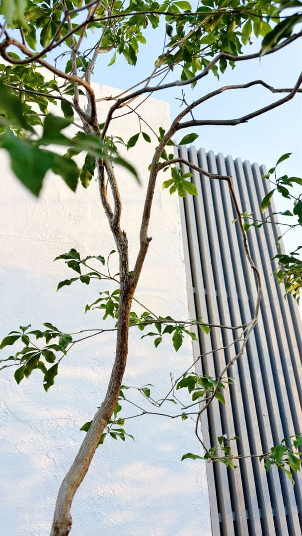 超逸品。山採りアセビ2.5M(鉢底から)品番A - メルカリ