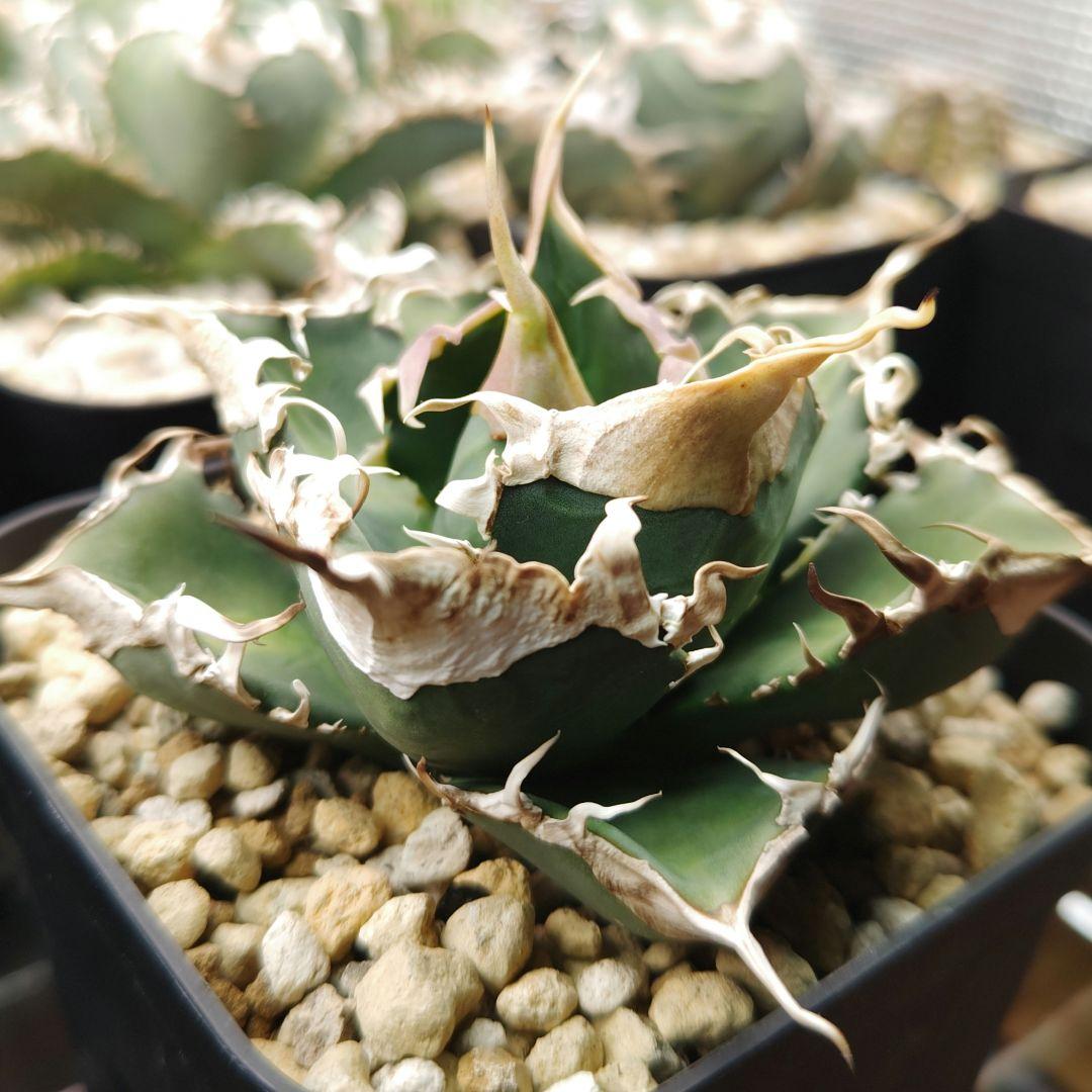 アガベ　チタノタ　緑幽霊（レーサー）親株 アガベ チタノタ 緑幽霊（レーサー）親株