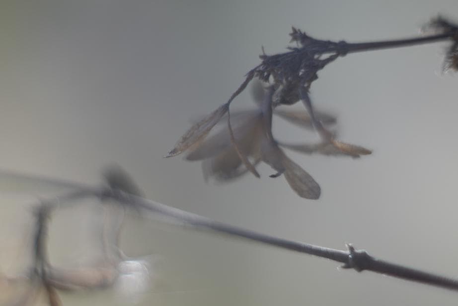 Helios44-2 58mm f2 M42 Zeissの銘玉Biotarコピー - メルカリ