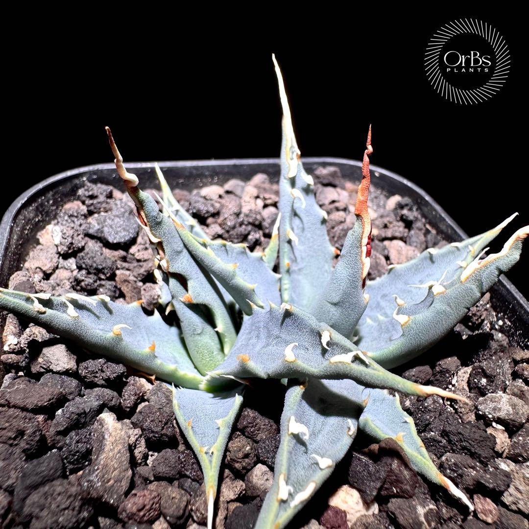 実生】アガベ ユタエンシス エボリスピナ コークスクリュー ダブル