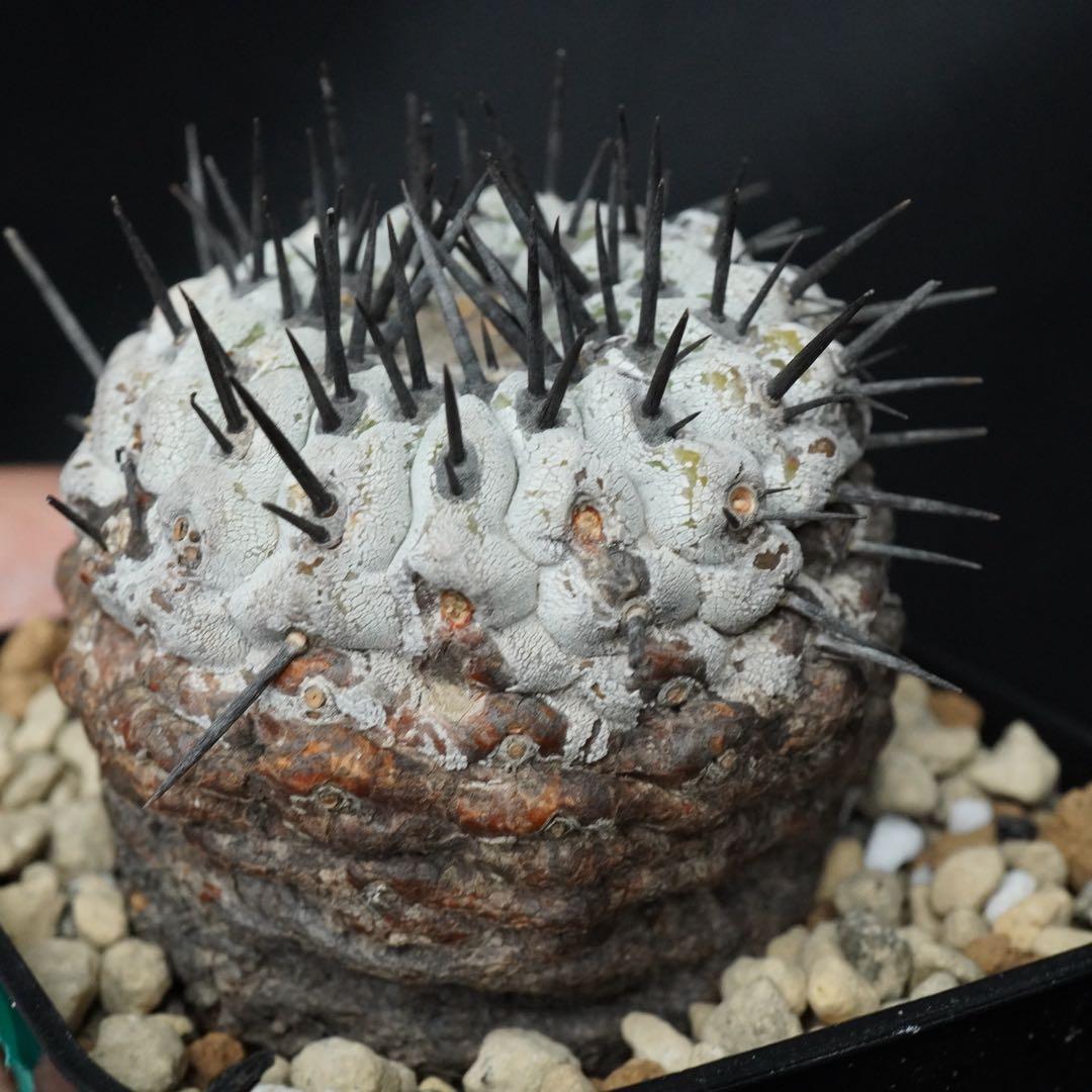 110 発根済み 孤竜丸 コピアポア コルムナアルバ copiapoa - メルカリ