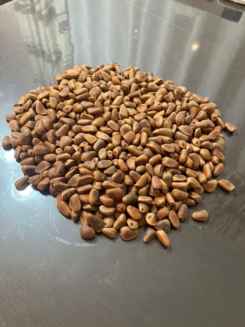 殻付き松の実2キロ - メルカリ