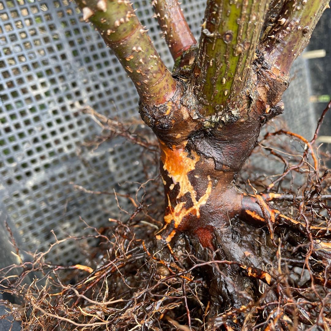 1.29癌腫無し 即購入可能】【ザスクワイヤー】廃盤ERイングリッシュ