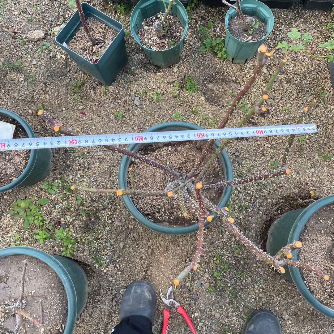 1.29癌腫無し 即購入可能】【ザスクワイヤー】廃盤ERイングリッシュ