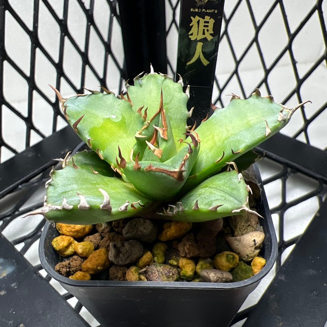 アガベ チタノタ 狼人 ウェアウルフ 有望株 193 - メルカリ