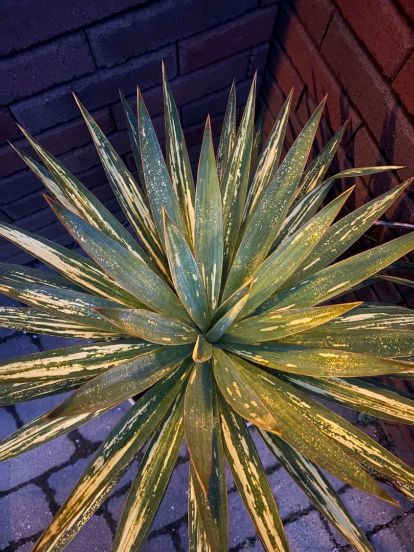 ユッカ グロリオサ 散り斑 い - メルカリ