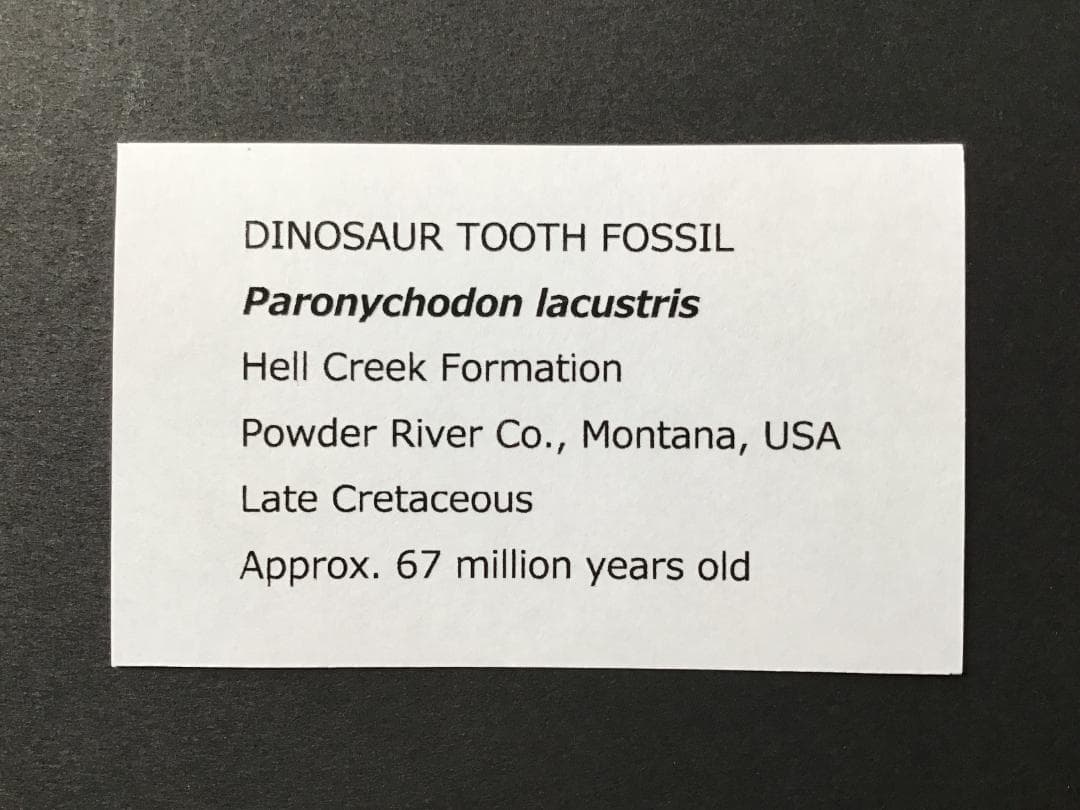 恐竜の歯 [DS398] パロニコドン 化石 希少 レア - メルカリ