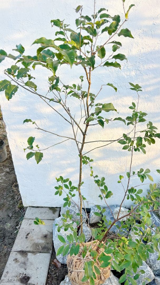 超美形。山採りソヨゴ・ヒサカキ共生株1.4M(鉢底から)