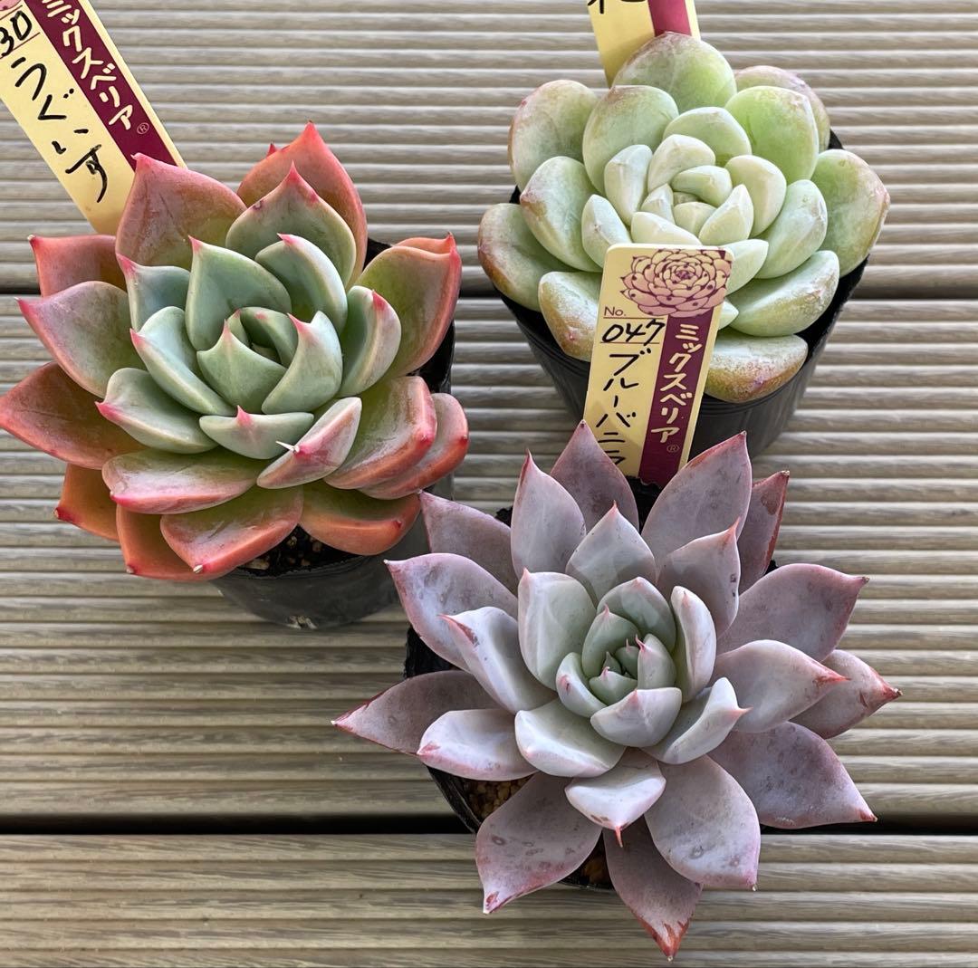うぐいす　雲の花　ブルーバニラ　札付き　おらいさんミックスベリア　多肉植物 うぐいす 雲の花 ブルーバニラ 札付き おらいさんミックスベリア 多肉