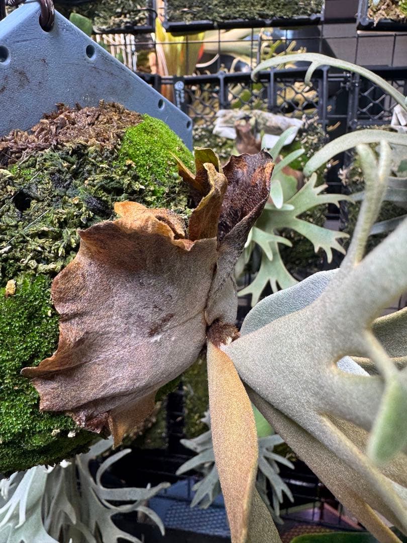 willinckii yms #18 ビカクシダ