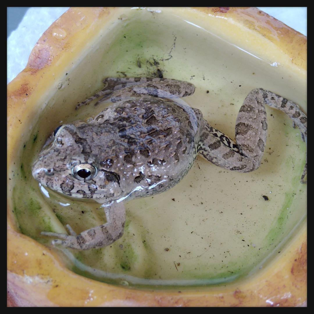 冷凍カエル【S・10匹】餌用カエル 約2〜2.5cm ヌマガエル 餌 自家繁殖