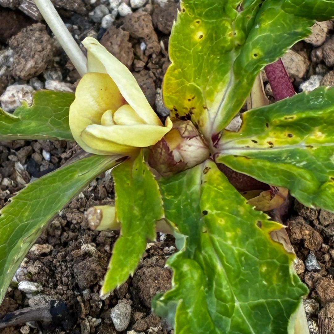 r*o様 3490☘️蕾花付き☘️極上☘️⭐️小輪⭐️ ハートSD⭐️オーレア⭐