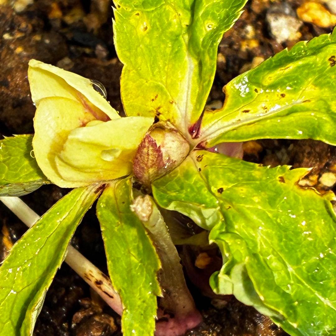 r*o様 3490☘️蕾花付き☘️極上☘️⭐️小輪⭐️ ハートSD⭐️オーレア⭐