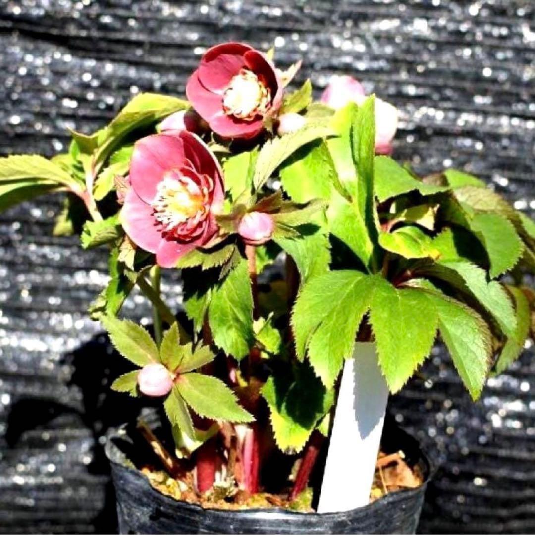 r*o様 3490☘️蕾花付き☘️極上☘️⭐️小輪⭐️ ハートSD⭐️オーレア⭐