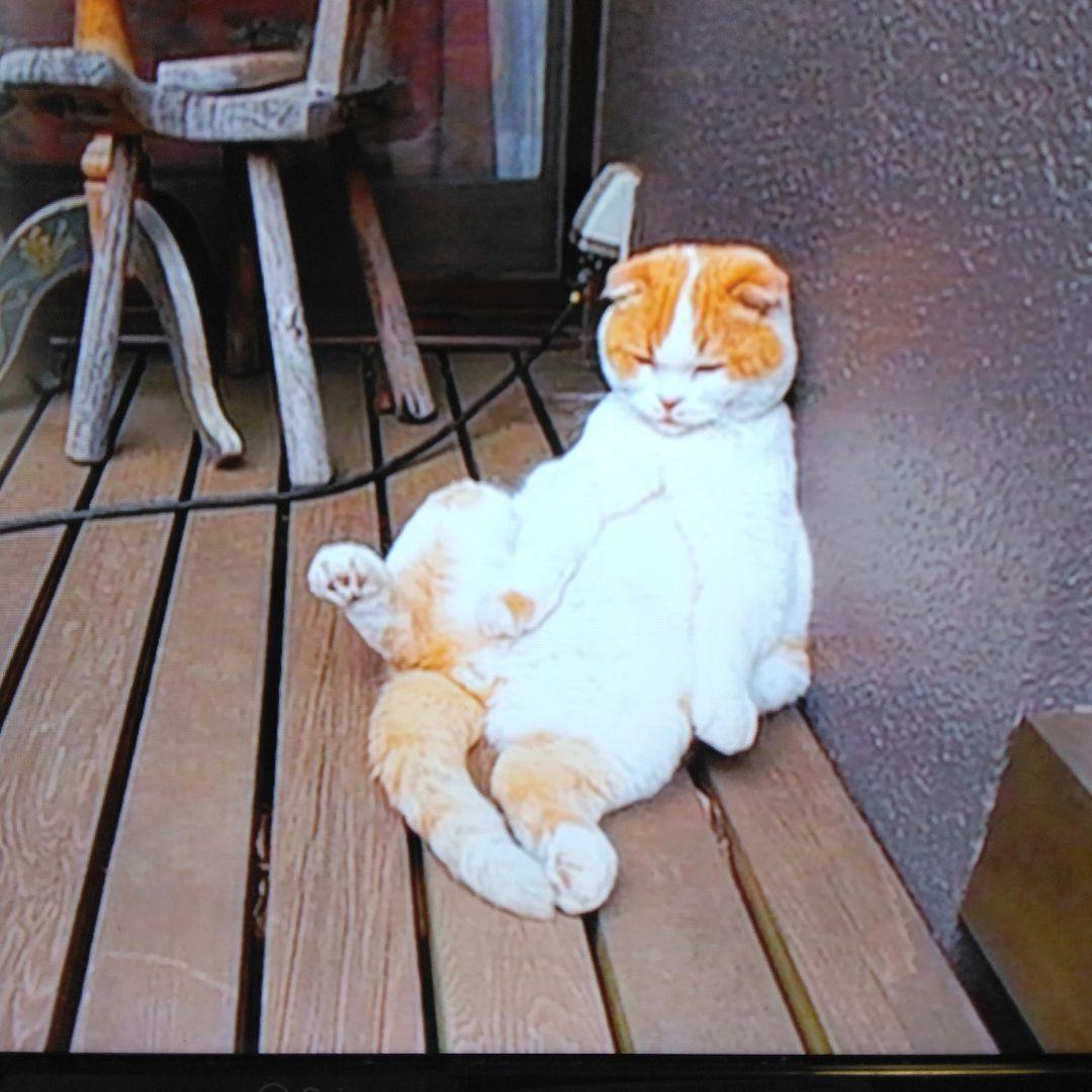 希少DVD どすこい座り猫まる。養老孟司先生と猫の営業部長 - メルカリ