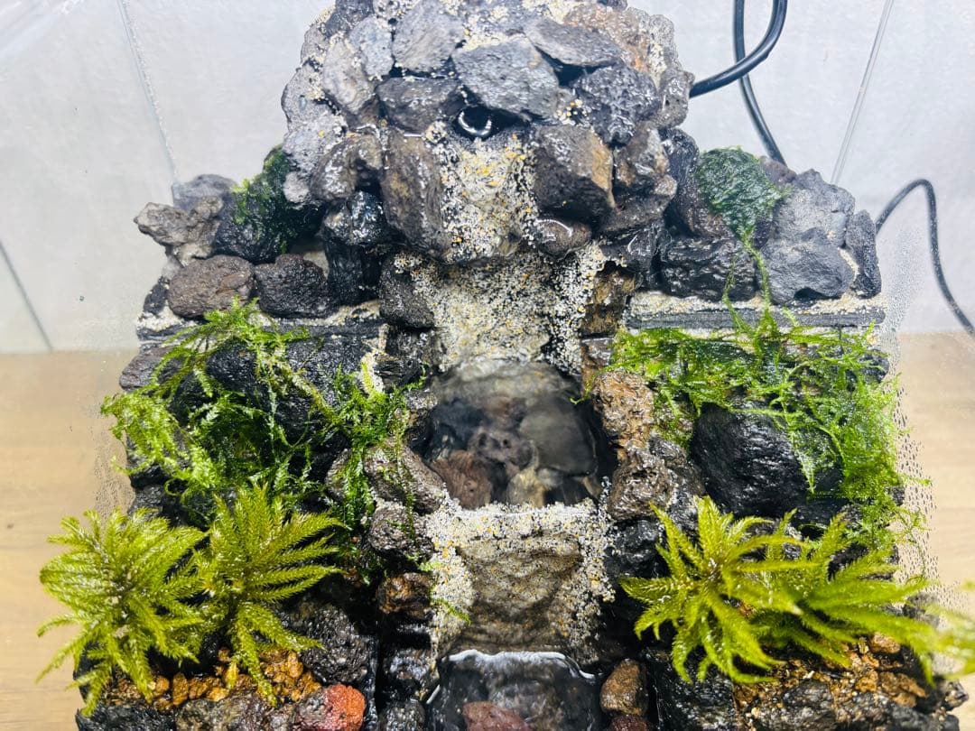 りーり様専用 アクアテラリウム コウヤノマンネングサ ウィローモス