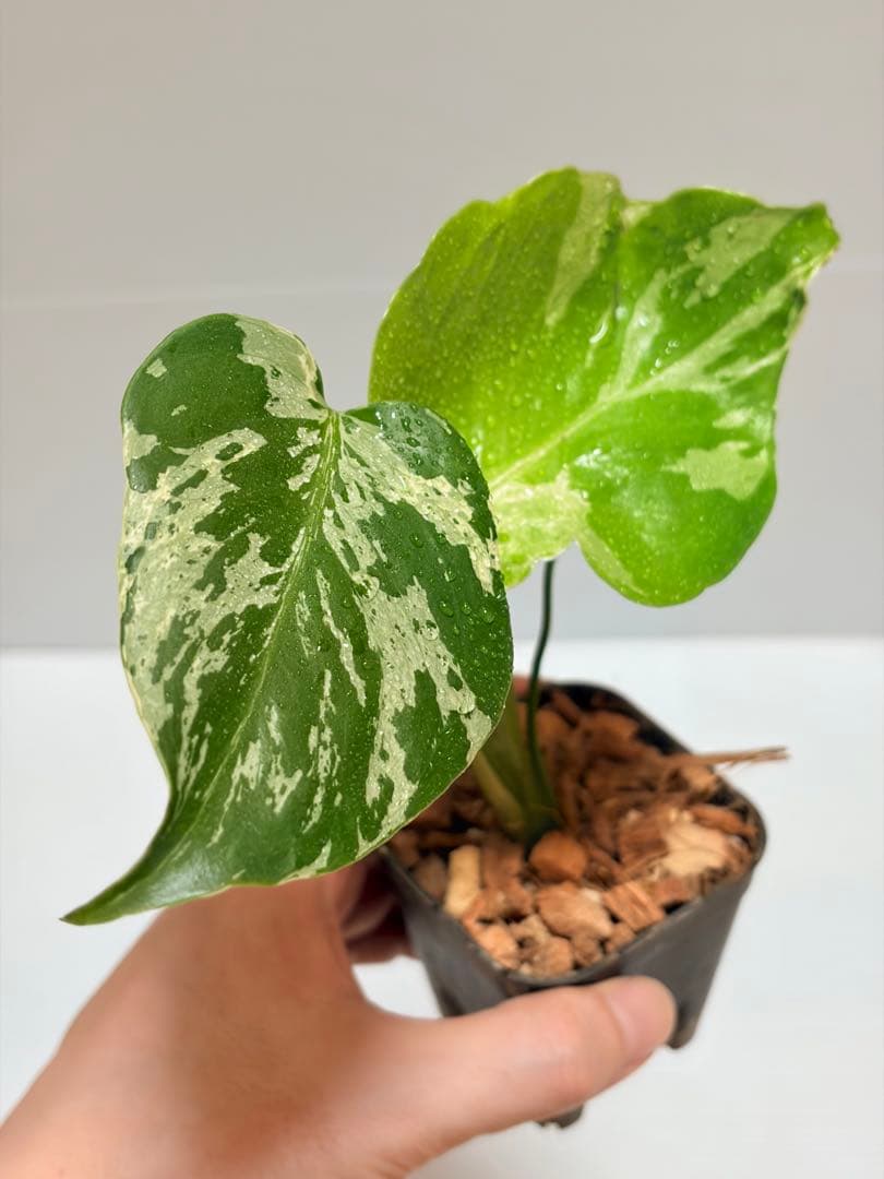 ☆美株☆ モンステラ バルバソー バルバソウル フシギダネ - メルカリ