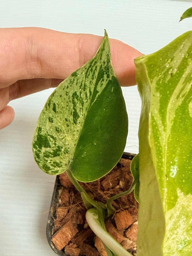 ☆美株☆ モンステラ バルバソー バルバソウル フシギダネ - メルカリ