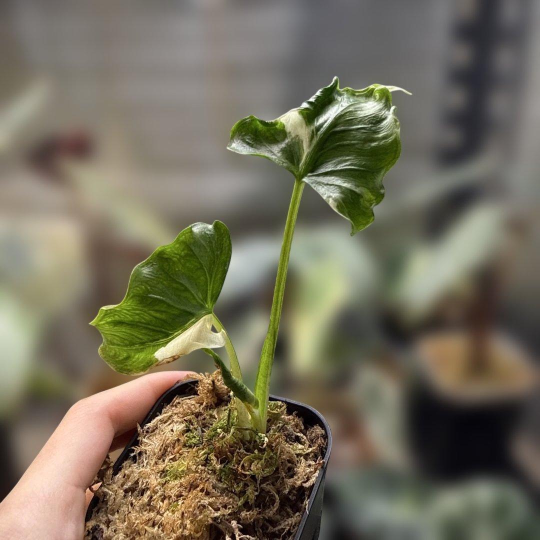 アロカシア ククラータ クリンクル アルボ 2026年最新】アロカシア ククラータの人気アイテム - メルカリ