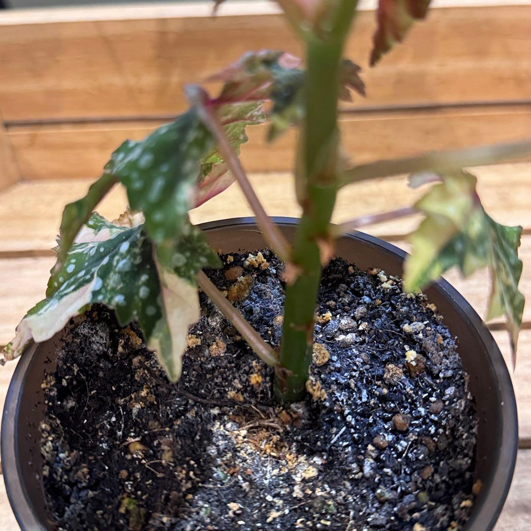 R*9様 10 ベゴニア イズモノキラボシ 斑入り ピンク斑に変化 激激レア