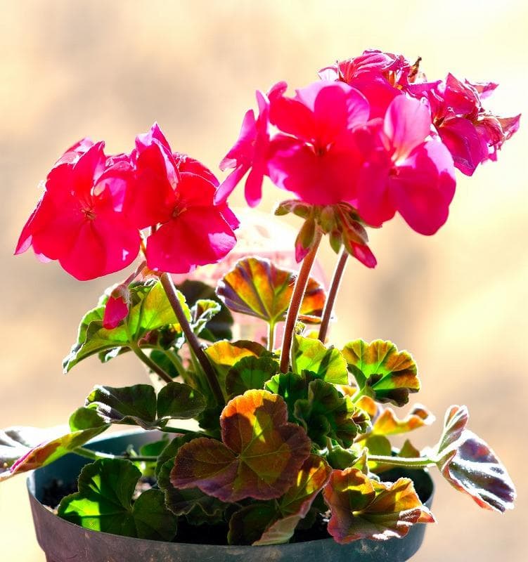 BABENG専用です。(他の方は購入不可) VILTROX AF 85mm