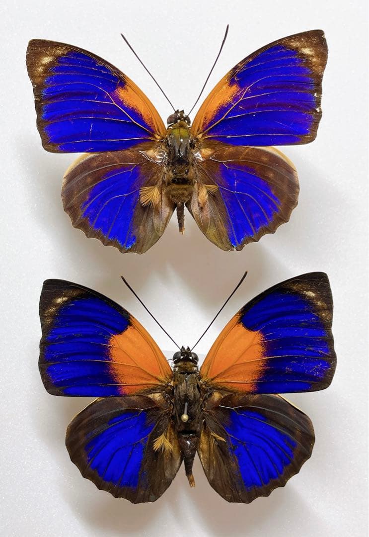 ファルキドンミイロタテハ（フルニエラ）♂2パターンセット ファルキドンミイロタテハ（フルニエラ）♂2パターンセット ファル