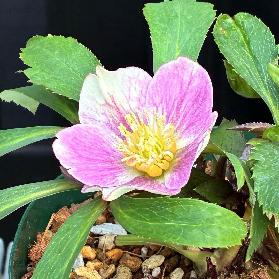 Y*i様 3551☘️蕾花付☘️超希少☘️筒型SD⭐️ポーセリン⭐️小輪⭐️ぼか