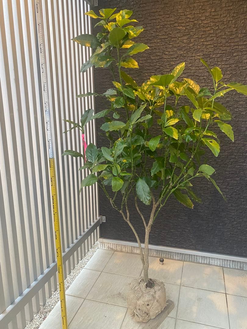 パル@プロフ必読 クロアオキ　樹高H1.5m パル@プロフ必読様専用 クロアオキ 樹高H1.5m - メルカリ