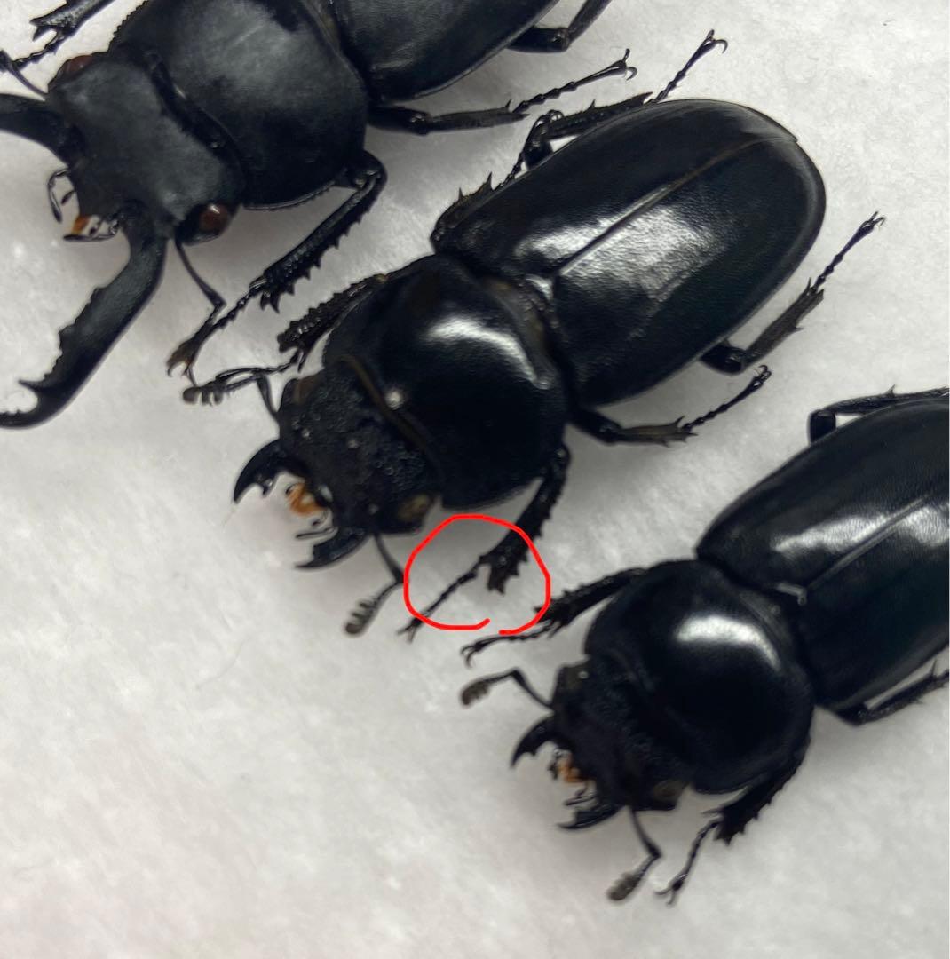 修理品 アマミシカクワガタ ペア 標本 昆虫標本 クワガタ アマミシカ