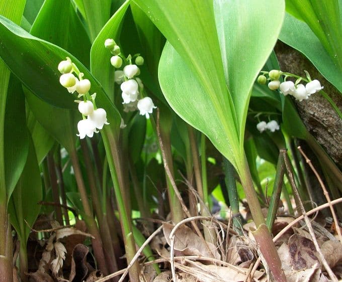 日本すずらん 苗 芽 12個くらい - メルカリ