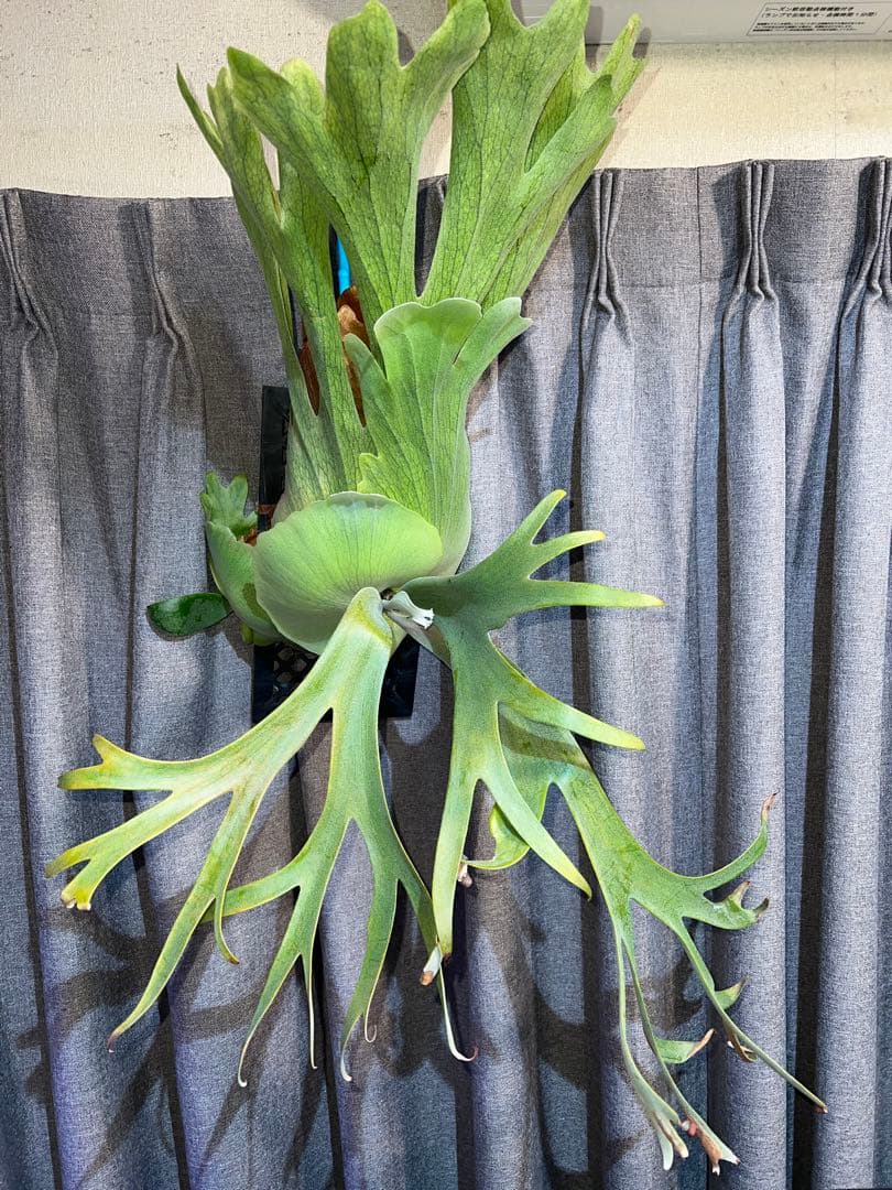 ビカクシダ ウィリンキー ドワーフタツタ - メルカリ