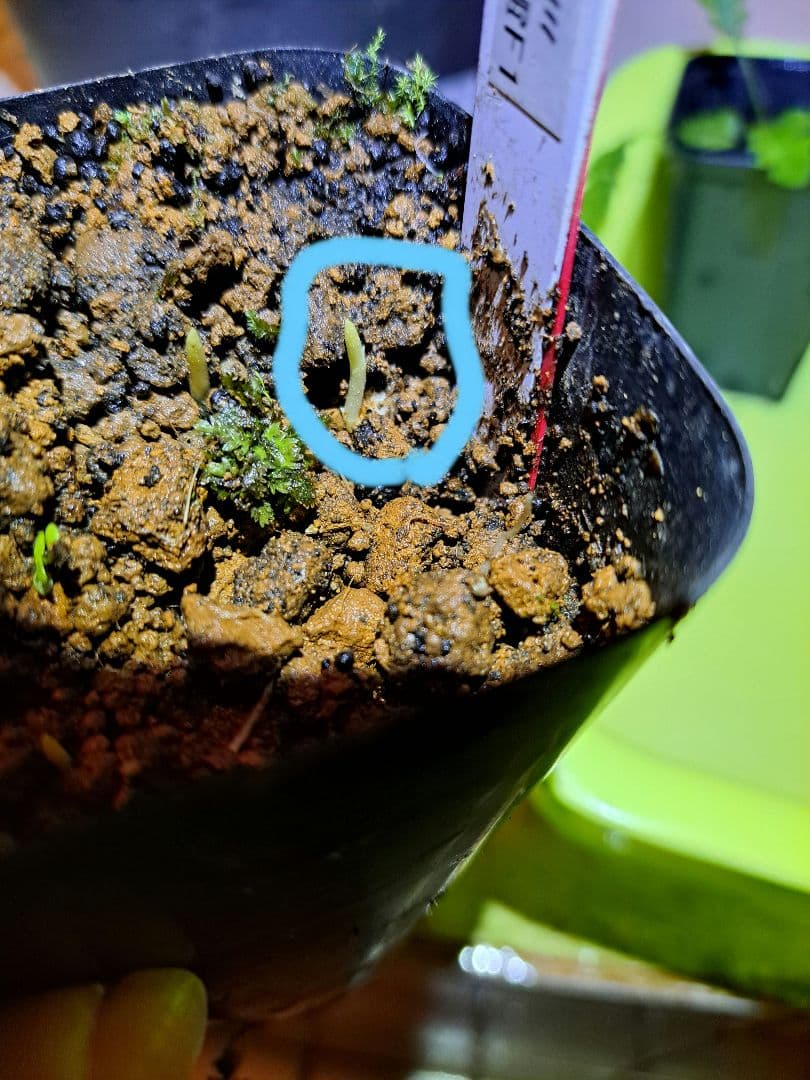 t*o様 山野草　オオアマミテンナンショウ　実生　１球　希少 アマミテンナンショウ 【029-025】 | 四国ガーデン通信販売部 栽培の手引き