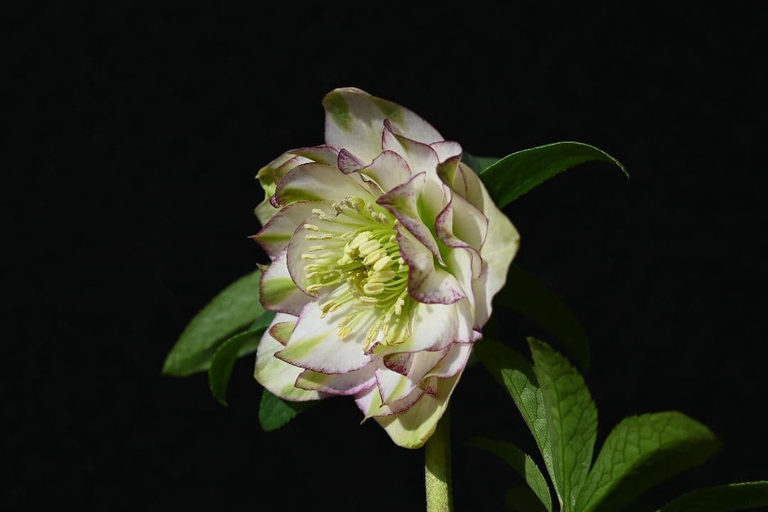 クリスマスローズ ddホワイトグリーンリップピコティ 加藤農園