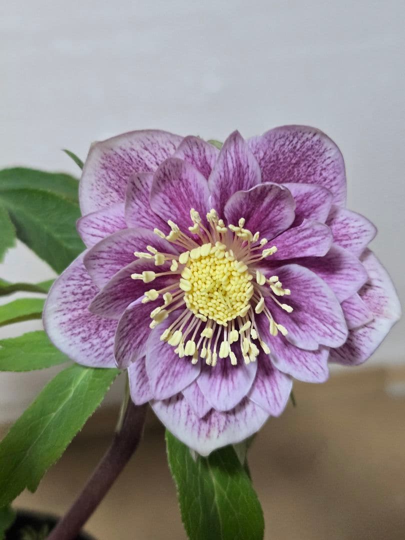 ☆広瀬園芸☆クリスマスローズ☆5号鉢☆ - メルカリ