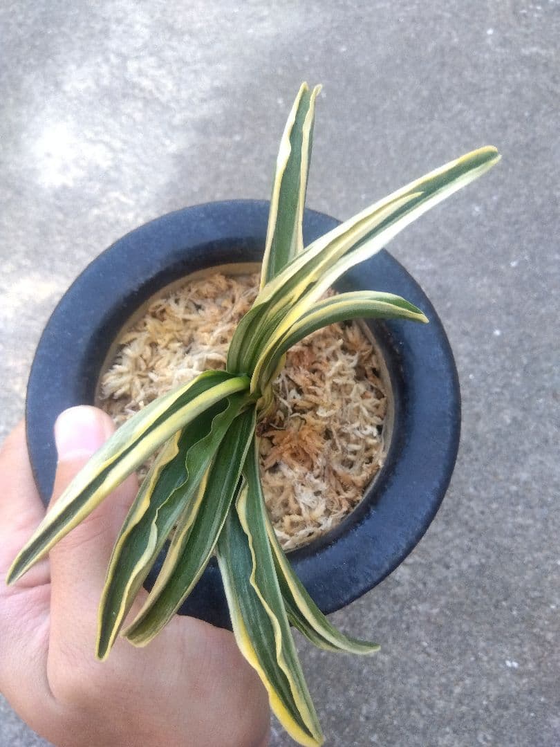 然舎様専用 万年青 おもと 長生殿 覆輪斑 4号陶器鉢つき 極上❗ ①