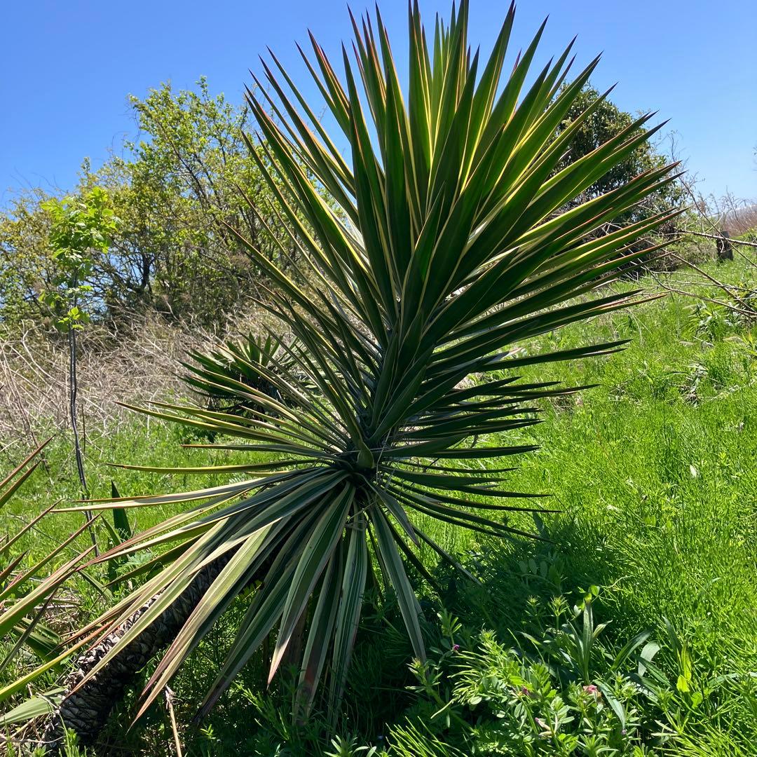 JP様 リクエスト 2点 まとめ商品の通販はau PAY マーケット - 輸入雑貨