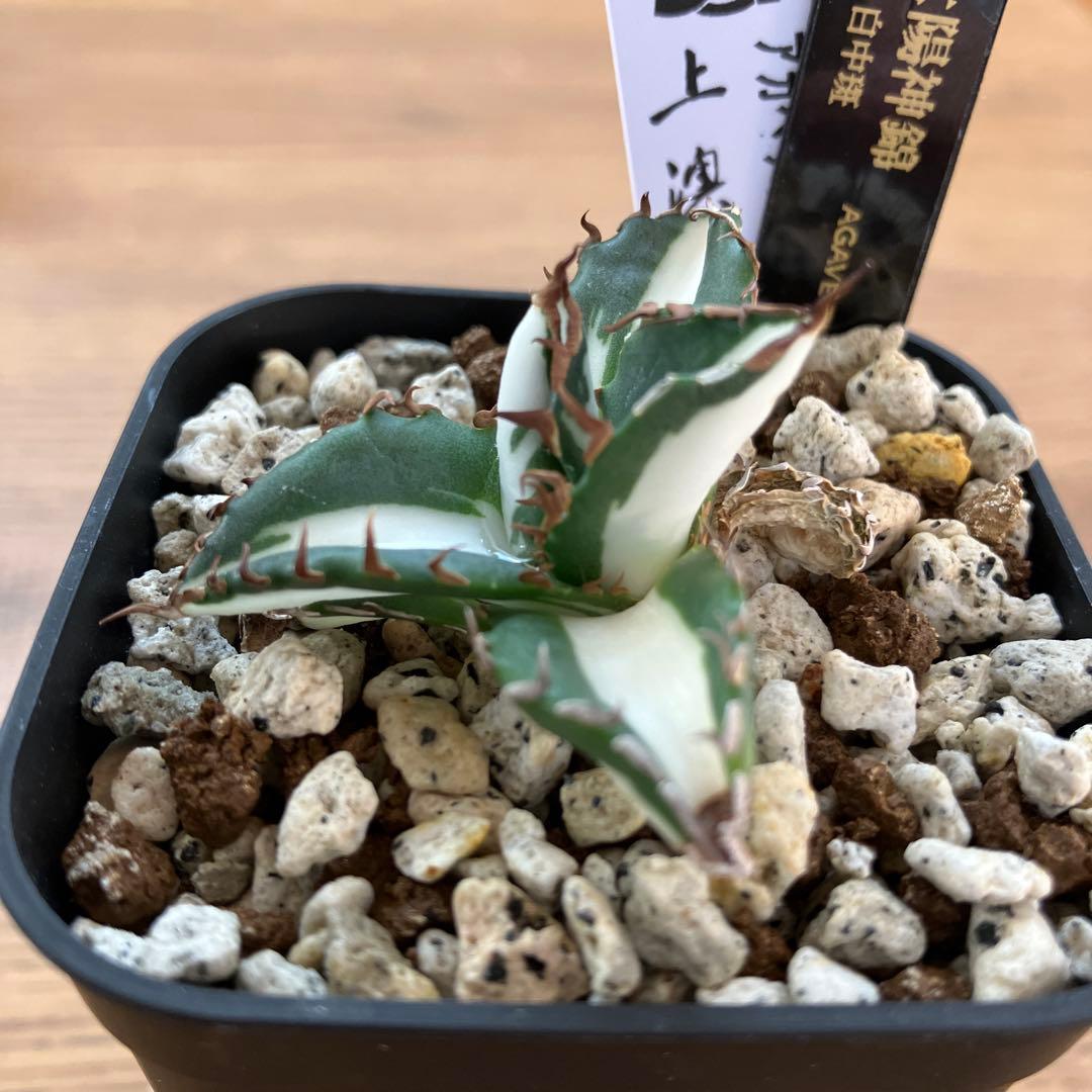 Pinky☆もんちぃ　速達【鉢ごと発送】アガべ　太陽神錦　白中斑　TC