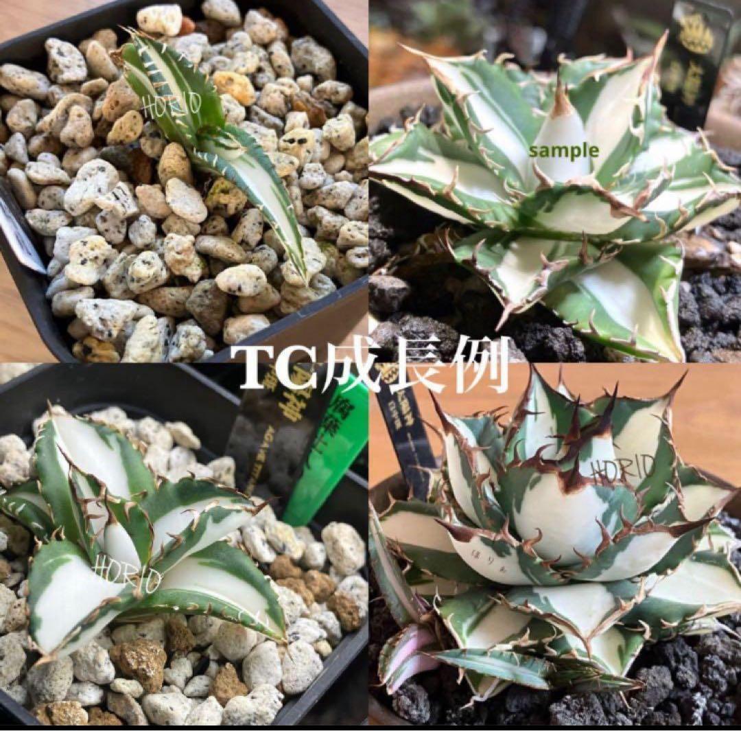 Pinky☆もんちぃ　速達【鉢ごと発送】アガべ　太陽神錦　白中斑　TC