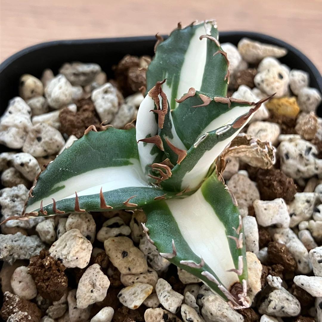 Pinky☆もんちぃ　速達【鉢ごと発送】アガべ　太陽神錦　白中斑　TC