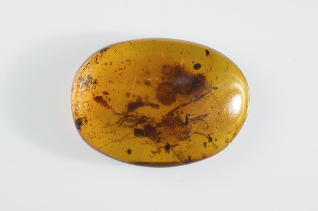 ZB351虫入り琥珀化石 ミャンマー カムティかタナイ産 9900万年前