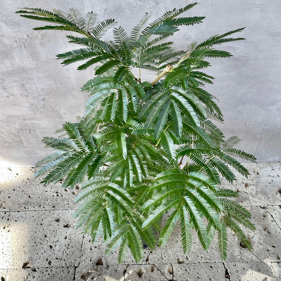 美形 大型 幹極太 エバーフレッシュ 朴仕立て 陶器鉢 植え込み発送