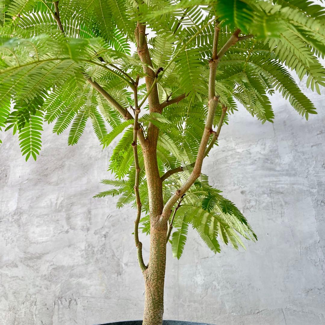 美形 大型 幹極太 エバーフレッシュ 朴仕立て 陶器鉢 植え込み発送