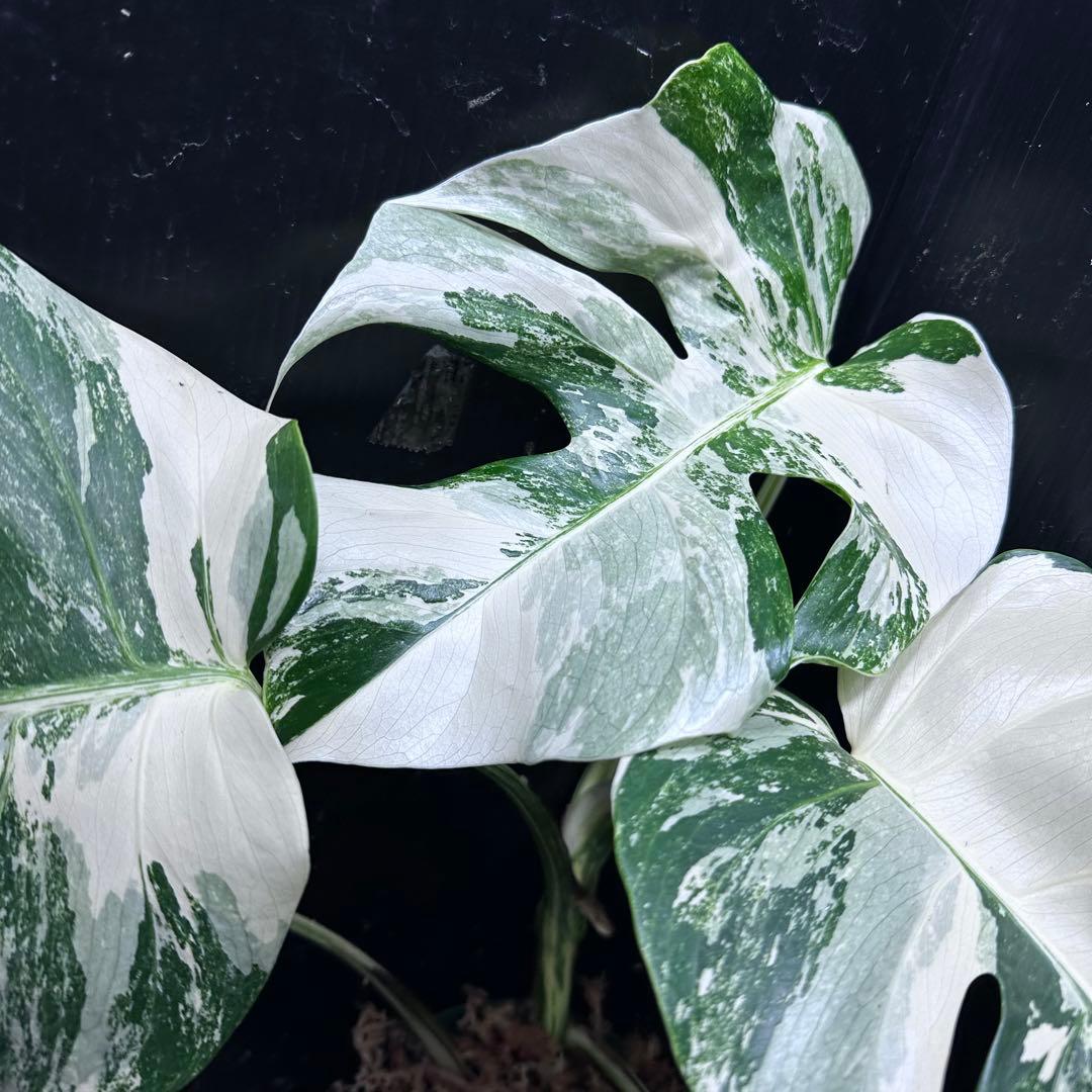 蒼*読様 斑入りモンステラ ホワイトタイガー極美大株48cm白斑多 - メルカリ