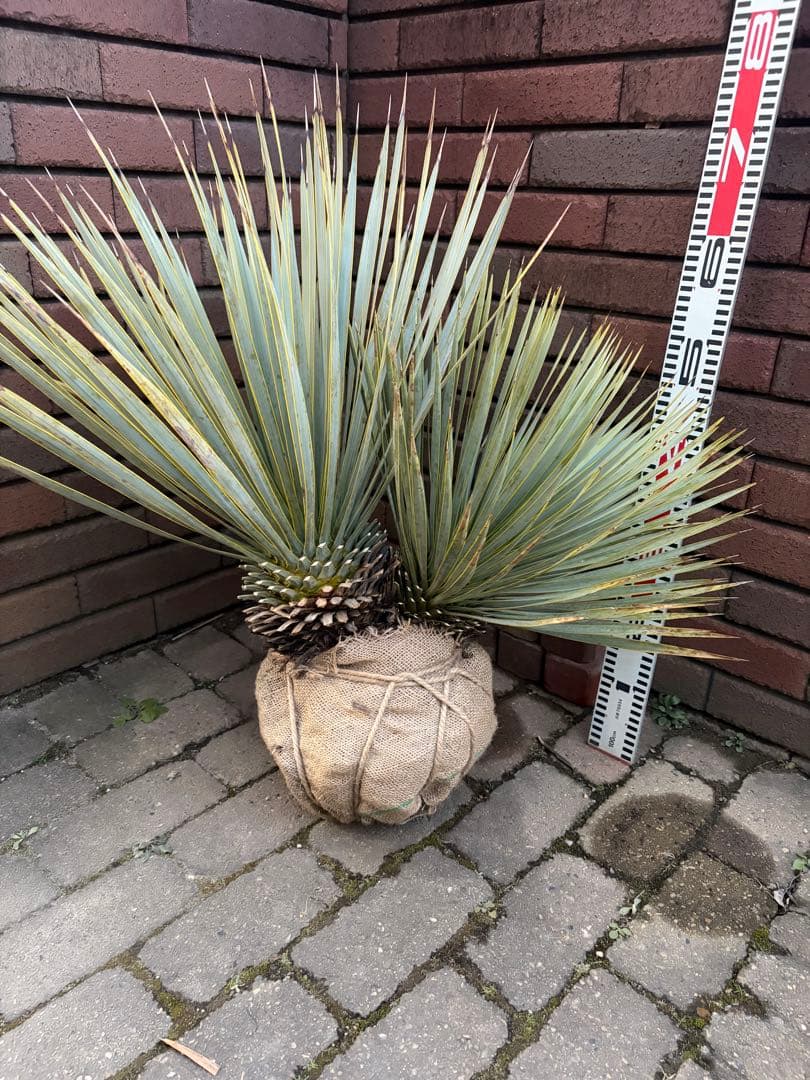 専用 ユッカ　ロストラータ　う ユッカ ロストラータ 1本 お任せ便 高品質 | IKEZAWA GARDEN