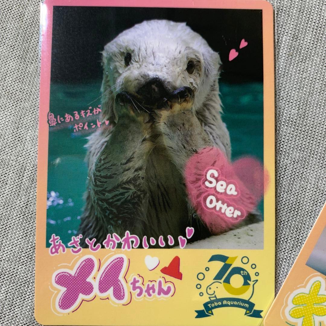 鳥羽水族館 70周年記念 コレクションカード メイ キラ - メルカリ