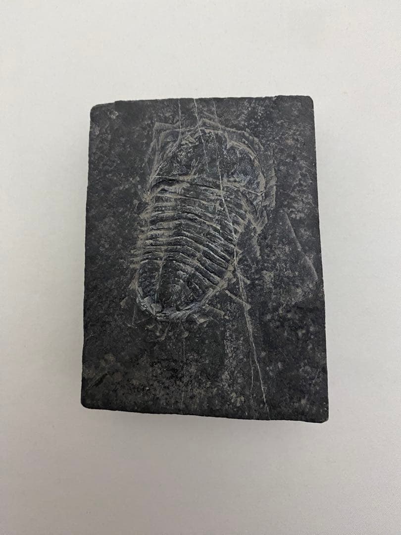 古生代 三葉虫 トリロバイト化石[大形] - メルカリ