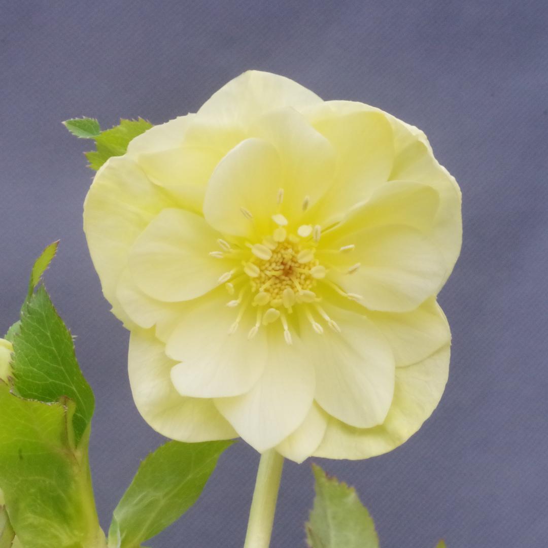 専用 7578 認定！かぐや姫 クリスマスローズ開花 加藤農園 - メルカリ