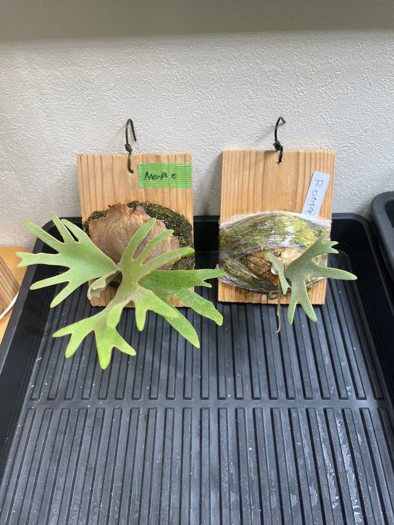 P.wilinckii Omg Nano spore セット　ビカクシダ P.wilinckii Omg Nano spore セット ビカクシダ OMG spore Nano spore