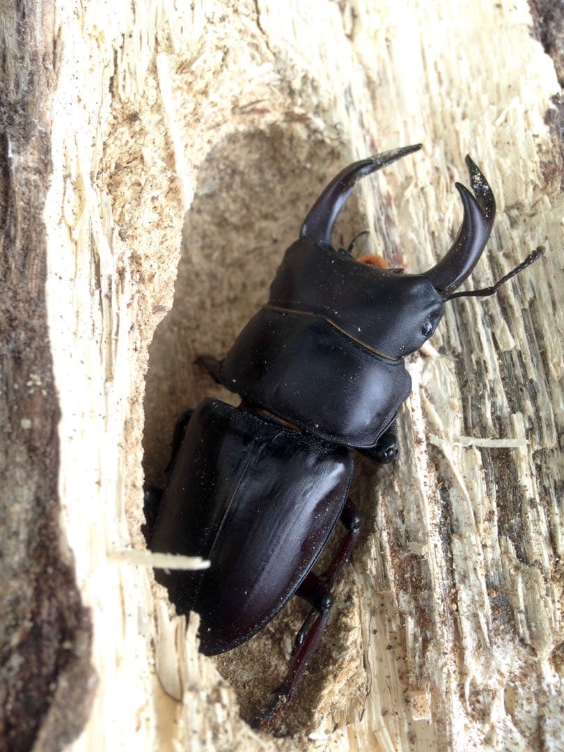 f*t様 オオクワガタ F0 材割成虫採集個体70.7㎜の通販はau PAY