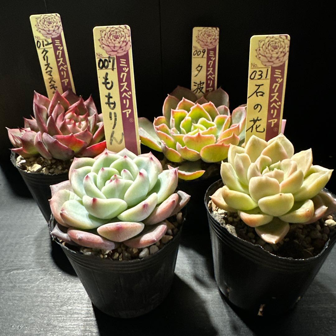 し*ん様 おらいさん苗10点セット　まだまだ成長お楽しみに♡ 札なし